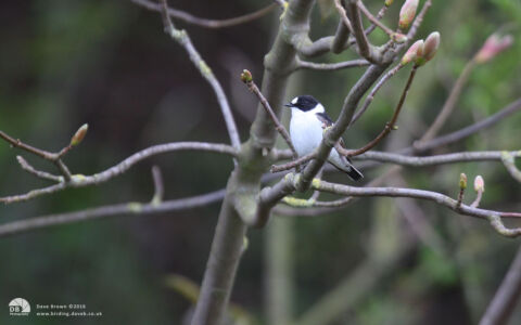 Collared Flycatcher at Low Newton, 9th May 2013