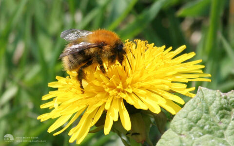 Common Carder Bee at Etherley Moor, 18th April 2020