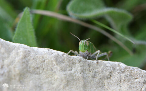 Common Green Grasshopper at Bishop Middleham, 30th June 2011