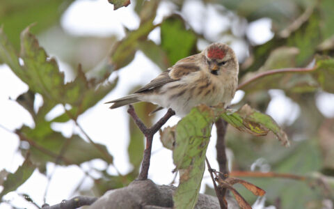 Common Redpoll at Hartlepool Headland, 15th October 2013