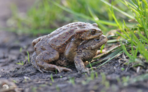 Common Toad at Escomb, 25th March 2012