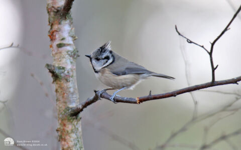 Crested Tit at Loch Garten, 11th January 2014