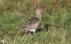 Curlew at Seaton Common, 17th October 2015