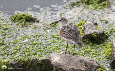Curlew Sandpiper at Tidal Pool, 14th August 2013