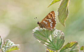 Duke of Burgundy an North Yorkshire, 18th May 2014
