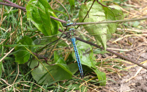 Emperor Dragonfly at Collard Hill, 17th July 2019