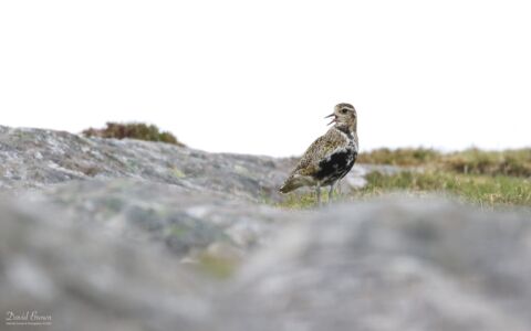 Golden Plover on Harris, 18th May 2019