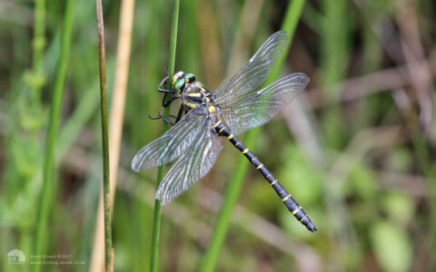 Golden-ringed Dragonfly at Fen Bog, 16th July 2017