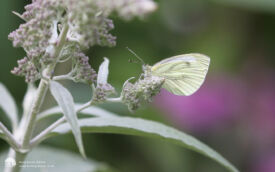 Green-veigned White at Etherley Moor, 30th July 2016