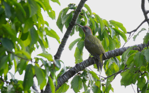 Green Woodpecker at Cricklade, 21st July 2019