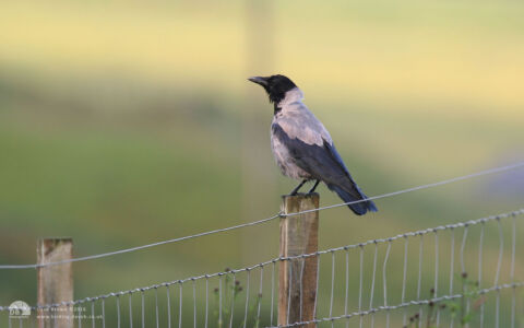 Hooded Crow at Totscore, 1st August 2007