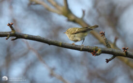 Humes Leaf Warbler at Norton, 9th March 2008