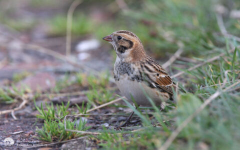 Lapland Bunting at South Gare, 25th October 2009