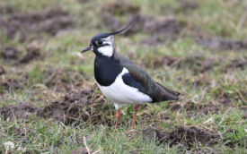Lapwing on Seaton Common, 12th March 2016