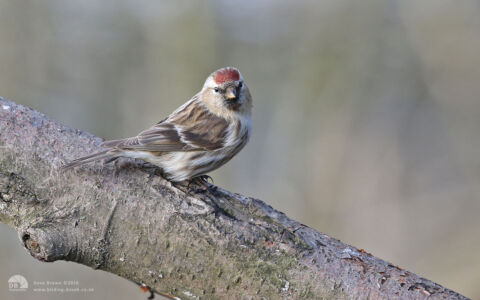 Lesser Redpoll at Low Barns, 27th March 2016