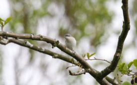 Lesser Whitethroat at Escomb, 10th May 2019