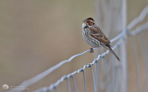 Little Bunting at Fencehouses, 12th April 2013