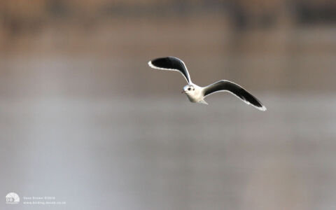 Little Gull at Haverton, 24th March 2012