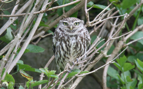 Little Owl at Trow Quarry, 11th July 2008