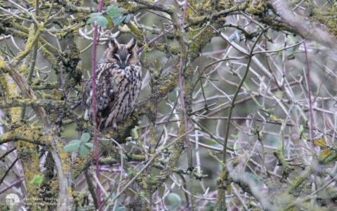 Long-eared Owl at Haverton Hole, 1st March 2014