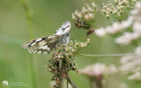 Marbled White at Wingate, 3rd July 2007