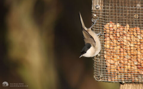 Marsh Tit at Low Barns, 1st March 2008