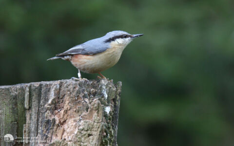 Nuthatch at Low Barns, 8th April 2012