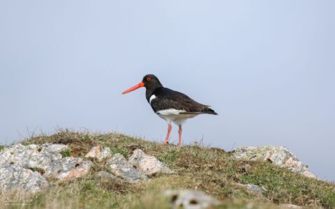 Oystercatcher at RSPB Balranald, 20th May 2019