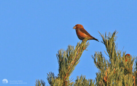Parrot Crossbill at Budby Common, 2nd January2014