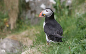Puffin on Lunga, 30th May 2012