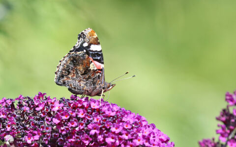 Red Admiral at Etherley Moor, 6th August 2016