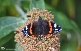 Red Admiral at Etherley Moor, 5th September 2010