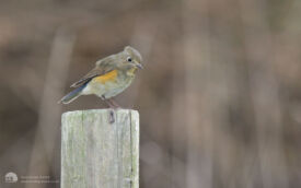 Red-flanked Bluetail at St. Mary's, 10th October 2010