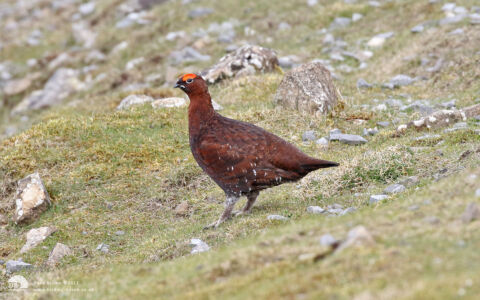 Red Grouse at Bollihope, 7th April 2017