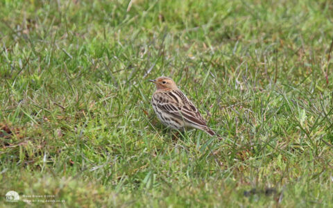 Red-throated Pipit in Derbyshire, 4th May 2015