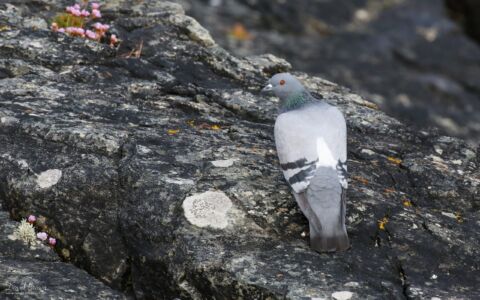 Rock Dove at the Butt of Lewis, 17th May 2019