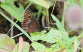 Scotch Argus at Smardale Gill, 25th July 2019