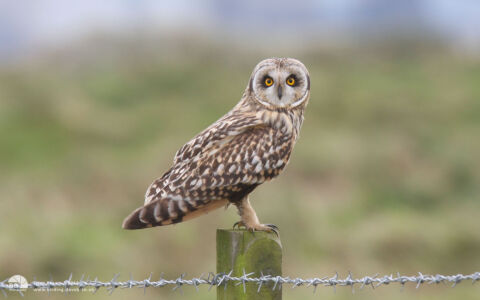 Short-eared Owl at Seaton Common, 11th October 2008