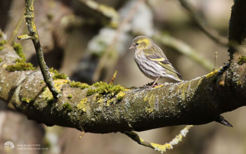 Siskin (female) at Deepdale, 6th March 2016
