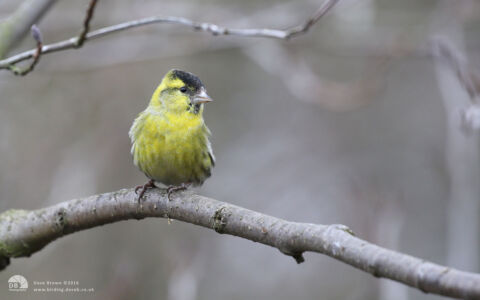 Siskin (male) at Low Barns, 29th March 2016