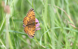 Small Pearl-bordered Fritillary at Waskerley, 21st June 2007