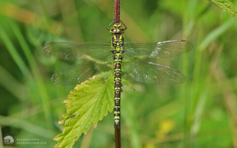 Southern Hawker at Low Barns, 1st August 2015