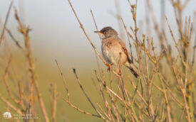 Spectacled Warbler at Burnham Overy, 12th June 2014