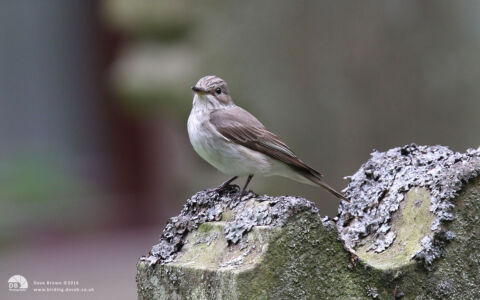 Spotted Flycatcher at Satley, 13th July 2012