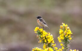 Stonechat on Harris, 19th May 2019