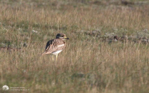 Stone Curlew in Norfolk, 25th August 2008
