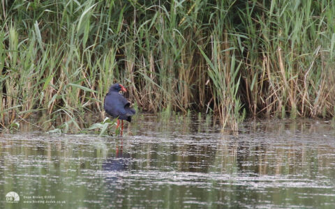 Western Purple Swamphen at Minsmere, 5th August 2016