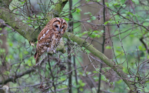 Tawny Owl at Low Barns, 5th May 2014