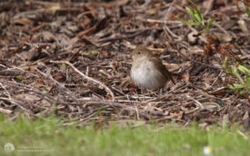 Thrush Nightingale at Hartlepool Headland, 19th May 2013