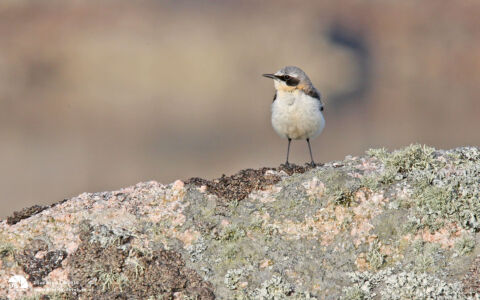 Northern Wheatear at Fidden, 28th May 2012